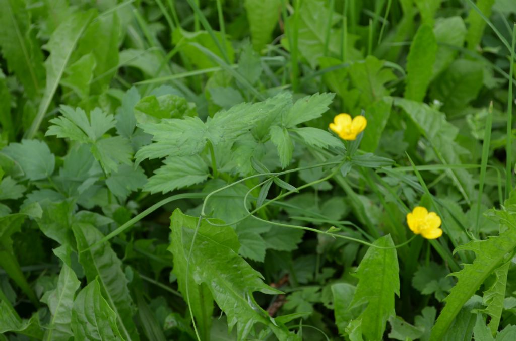 Ranunculus da specificare